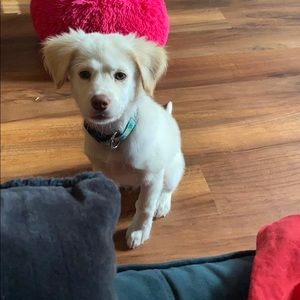 Meet your Posher, Merium